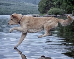 10 Golden Retrievers Totally Defying The Laws Of Physics