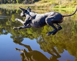 10 Great Danes Totally Defying The Laws Of Physics