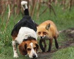 10 Beagles That Have No Idea How Funny They Look