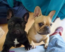 16 Reasons French Bulldogs Are The Worst Indoor Dog Breeds Of All Time