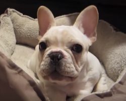 Perfect Family Dogs! French Bulldog Compilation!