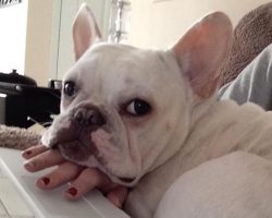 12 Realities That New French Bulldog Owners Must Accept