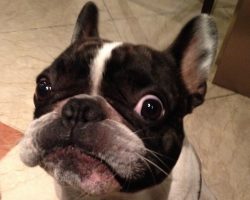 6 Problems Only French Bulldog Owners Will Understand