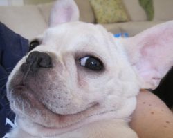 14 Things That Make French Bulldogs Happy