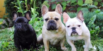 Top Dog Breeds of 2025 Revealed: French Bulldog Stays #1 for Fourth Year