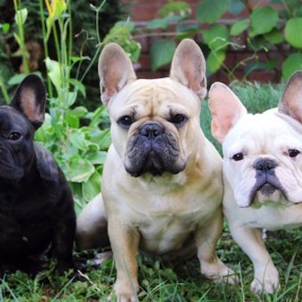 Top Dog Breeds of 2025 Revealed: French Bulldog Stays #1 for Fourth Year