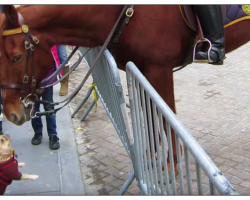 Frenchie Goes Up To Police Horse, Their Encounter Sets Internet On Fire