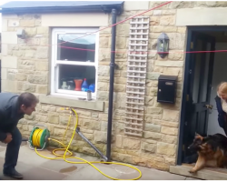Dog Stays With Sitter For Months, Dog’s Reaction When Her Owner Shows Up Is Internet Gold