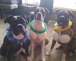 12 Costumes That Prove Boxer Dogs Always Win At Halloween