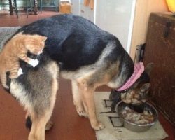 The 21 Most Important German Shepherd Photos Of All Time