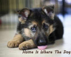 15 Reasons Why You Should Stay Away From German Shepherds