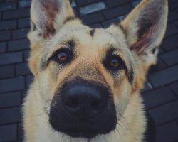 16 Reasons German Shepherds Are The Worst Indoor Dog Breeds Of All Time