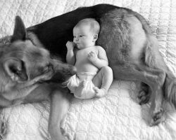 12 Reasons Why German Shepherds Are The Most Dangerous Pets. The Last One Is Horrible.