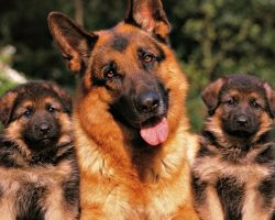 12 Things That Make German Shepherds Happy