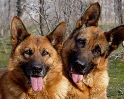 10 Signs You Are A Crazy German Shepherd Person