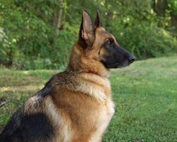 72 Most Popular German Shepherd Names