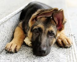 100 Best Boy German Shepherd Names