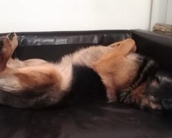 16 Hilarious Photos That Prove German Shepherds Can Sleep Absolutely Anywhere