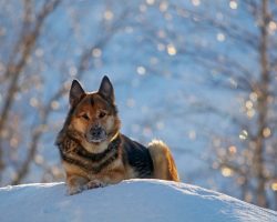 99 Best Female German Shepherd Names