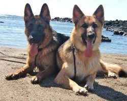 19 Terrible Facts About German Shepherds