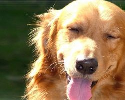 68 Most Popular Golden Retriever Dog Names