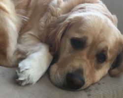15 Reasons Golden Retrievers Are The Worst Indoor Dog Breeds Of All Time