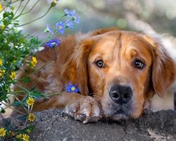 18 Things All Golden Retriever Owners Must Never Forget