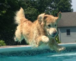 14 Things That Make Golden Retrievers Happy