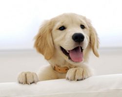 40 Best Male Golden Retriever Names