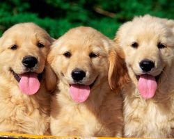 12 Realities That New Golden Retriever Owners Must Accept