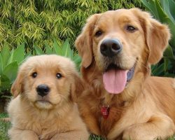 Top 10 Things Golden Retrievers Don’t Like