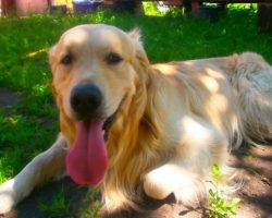 5 Cool Facts About Golden Retrievers