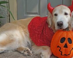 12 Costumes That Prove Golden Retrievers Always Win At Halloween