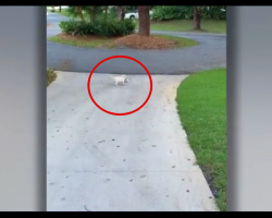 Dad Sees Puppy Wrestle With Something At The Edge Of Their Driveway, Quickly Runs Over