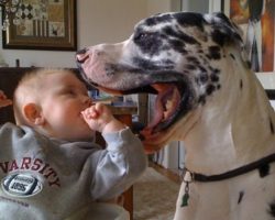 12 Reasons Great Danes Are The Worst Breed EVER
