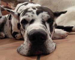 17 Things All Great Dane Owners Must Never Forget