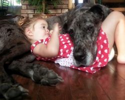 20 Great Danes Who Don’t Realize How Big They Are