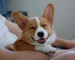 21 Things That Make Corgis Happy