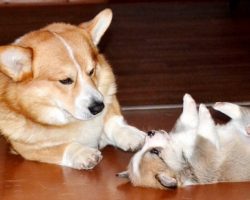 12 Pembroke Welsh Corgi Property Laws