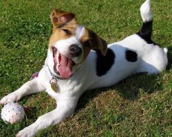 12 Jack Russell Property Laws