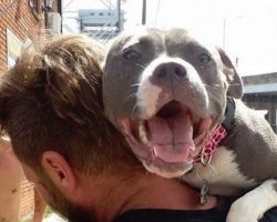 17 Things All Pit Bull Owners Must Never Forget