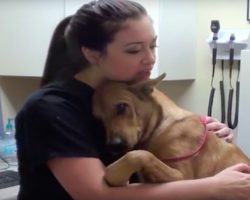 Dog just 5 Minutes away from euthanasia saved -Just look at what he does at 0:57