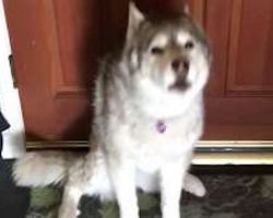 Husky literally prevents owner from going to work