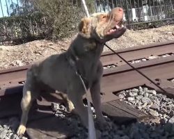 Injured Shar-Pei Lashes Out At Rescuers But Makes Amends Later