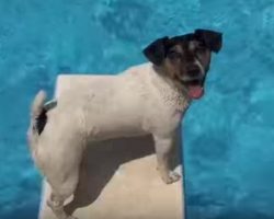 Jack Russell Terrier Dives Into The Pool To Fetch His Toy