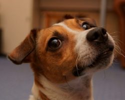 64 Most Popular Jack Russell Dog Names