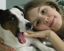 12 Realities That New Jack Russell Owners Must Accept