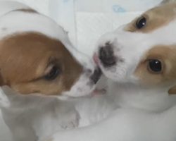 Precious Jack Russell puppies can’t stop kissing each other