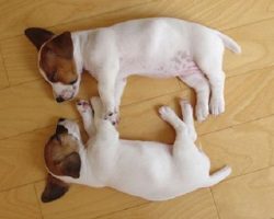 17 Hilarious Photos That Prove Jack Russells Can Sleep Absolutely Anywhere