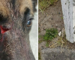 Dangerous trap almost made dog, Morgan blind- owners now warn all pet owners!